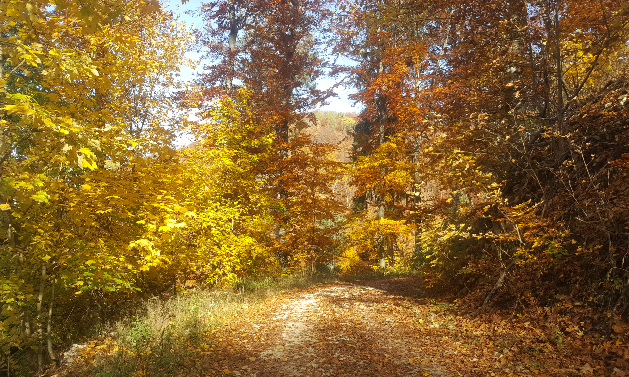 Herbstwald auf der Schwäbischen Alb mit Waldweg